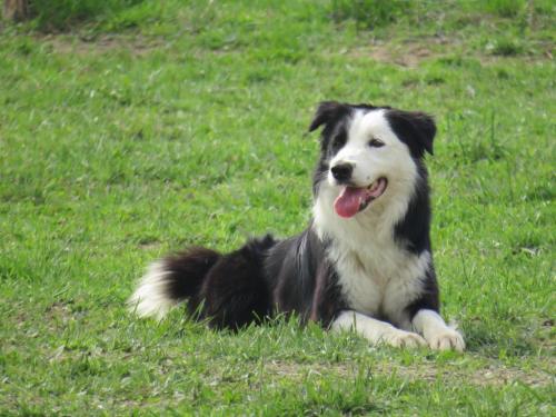 Sheep dog (26)