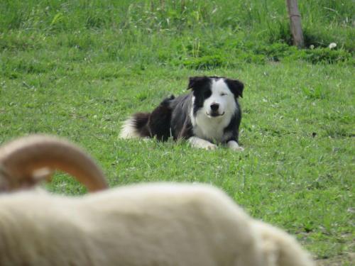 Sheep dog (31)