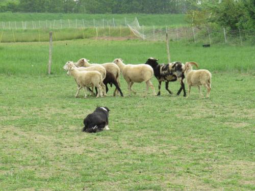 Sheep dog (51)