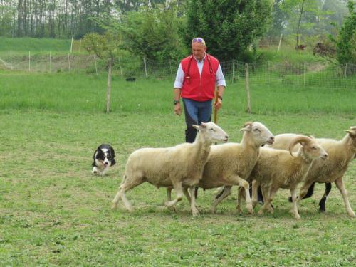 Sheep dog (53)