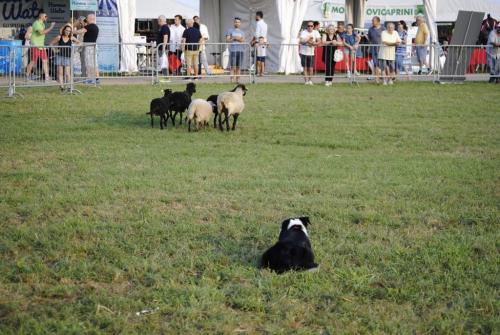 Sheep dog (54)