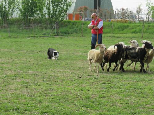 Sheep dog (59)